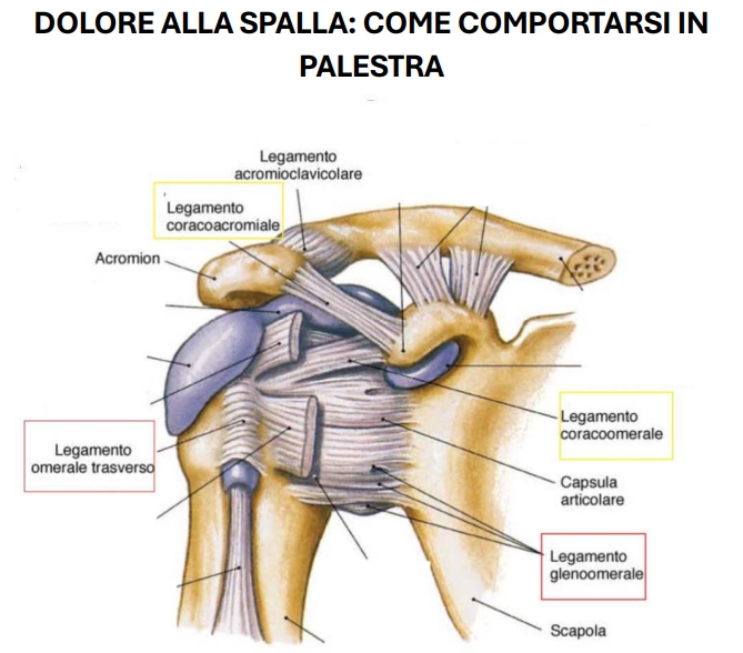 Dolore alla Spalla